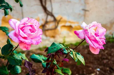 two pink roses on a plant in a garden at Casa Vacanze Caruso in Carini