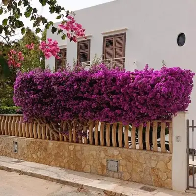 Villa Ipomea
