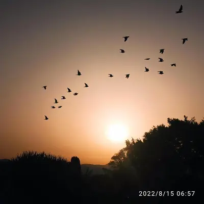 a flock of birds flying in front of the sunset at Mediterraneo Rooms in Castellammare del Golfo