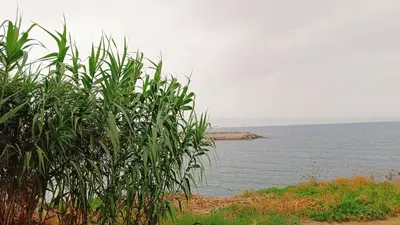 a view of a body of water with a tree at LA TERRAZZA SUL MARE camera fronte mare&vicino aereoporto SICILIAN VINTAGE STYLE SEASIDE ROOM in Cinisi