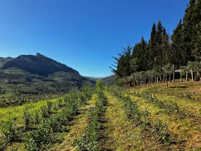 a field of crops with mountains in the background at Le Case di Cardellino - AgriSpa in Sclafani