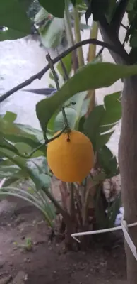 a small yellow fruit hanging from a tree at Baglio porta d Ossuna in Palermo