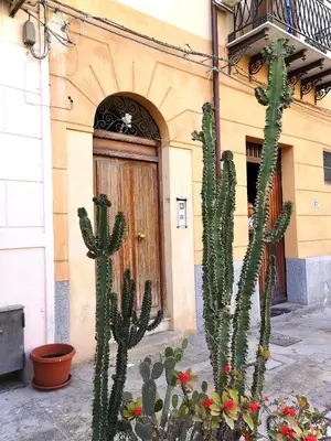 a group of cactuses in front of a building at Sisidda Home in Palermo