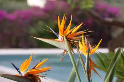 two orange and yellow flowers next to a pool at villa grecale in Castellammare del Golfo
