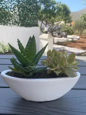 two succulent plants in a white bowl on a table at Olea in Castelluzzo