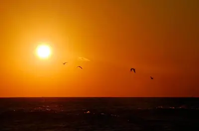 a group of birds flying over the ocean at sunset at B&Baglio in Carini