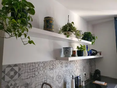 a kitchen with shelves with plants on the wall at Liberty Blue House in Palermo