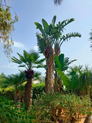 a group of palm trees in a field at Villa Sterlizia in Castellammare del Golfo
