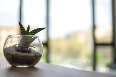a small plant in a glass vase on a table at Politeama Crystal Rooms in Palermo