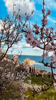 a view of the ocean from a tree with pink flowers at Villa Chiara in Scopello