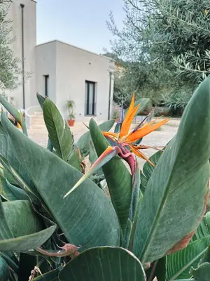 a plant with an orange flower and green leaves at Dimora Harmonia in Carini