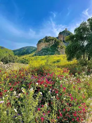 a field of flowers with mountains in the background at Casa il Sole Casevacanze Ferienwohnung Daniele Furco in Castellammare del Golfo