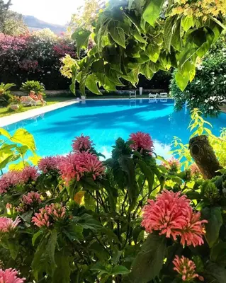 a blue swimming pool with flowers in front of it at Villa Megna - Green Paradise B&B in Sferracavallo