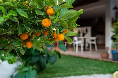 a bunch of oranges hanging from a tree at Villa Megna - Green Paradise B&B in Sferracavallo