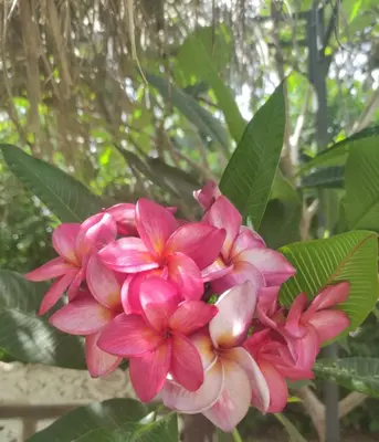 a group of pink flowers with green leaves at Villa Megna - Green Paradise B&B in Sferracavallo