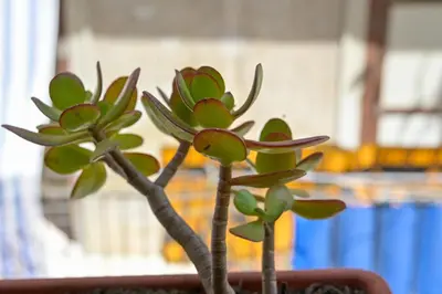 a plant with green leaves in a pot at Modern apartment center Palermo in Palermo