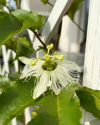 a close up of a fruit on a tree at Ohana House Cefalù in Lascari