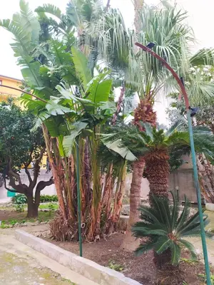 a group of palm trees in front of a building at La Rugiada-con giardino e parcheggio moto privato in Alcamo