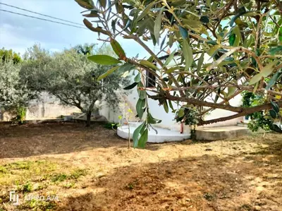 a tree in a yard with a building and trees at Ciuri CiuriHome in Balestrate