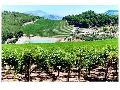 a view of a vineyard with a river in the middle at Agriturismo Tenute Pispisa Segesta in Calatafimi