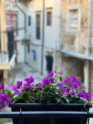 a pot of purple flowers sitting on a balcony at bonito apartment2 in Palermo