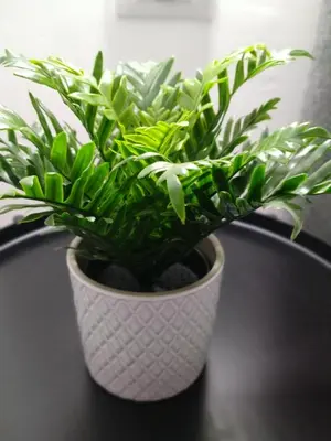 a green plant in a white pot on a table at MennulaMia in Palermo