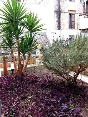 a garden with two palm trees and purple flowers at Ballarò room in Palermo