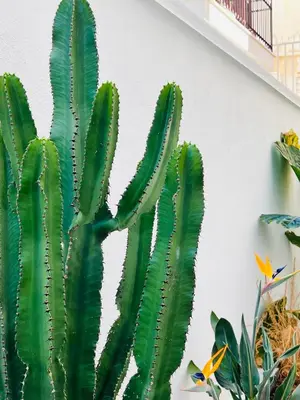 a green cactus against a white wall at Villa di Nera boutique villa in Palermo