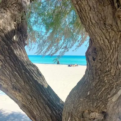 a tree with a view of the beach at MONDELLO JUNO'S ROOMS in Mondello