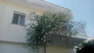 a tree is growing on the side of a building at MONDELLO JUNO'S ROOMS in Mondello
