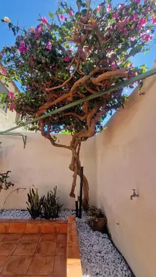 a tree with pink flowers on the side of a wall at Casa Corte Fiorita in San Vito lo Capo