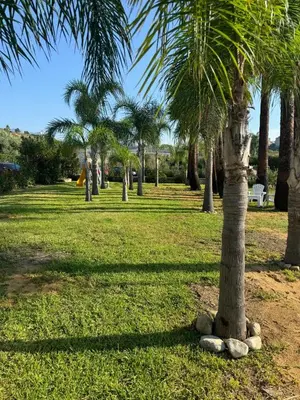 a palm tree in a park with rocks around it at Villetta giardino, piscina, mare in Campofelice di Roccella