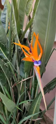 an orange and purple flower on a plant at Guarda l'alba in Altavilla Milicia
