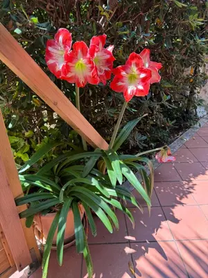 a group of red flowers in a plant at Villa Pino in Carini