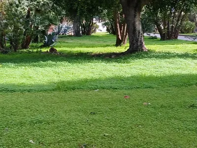 a tree in a field of green grass at Maison Du Parc in Palermo