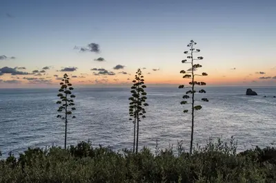 a group of plants in front of the ocean at villa Capo Zafferano in Bagheria
