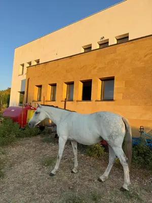 a white horse walking in front of a building at Casale Morillo in Campofelice di Roccella