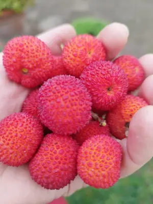 a hand holding a bunch of red strawberries at The Green Planet in Balestrate