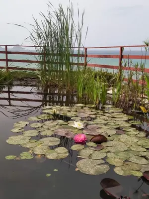 a pond with lily pads in the water at La Pergola sul mare in Mandra Capreria