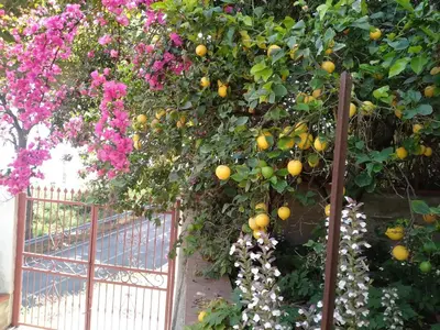 a fence with a bunch of oranges and flowers at La Pergola sul mare in Mandra Capreria