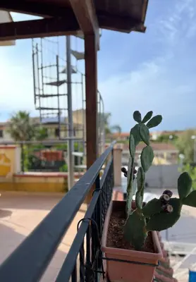 a plant sitting on a railing on a balcony at Casa Marina in Isola delle Femmine