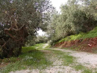 a dirt road in a field with trees and grass at Casa panorama in Castelluzzo