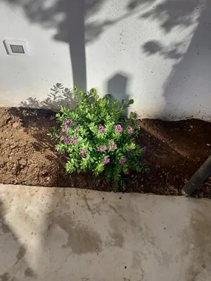 a flower pot with pink flowers in the dirt at Aura azzurra in Carini