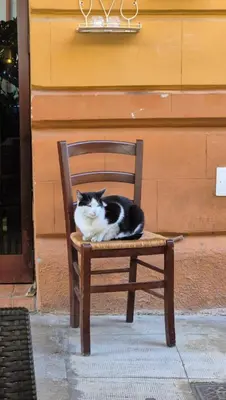a black and white cat sitting on a wooden chair at Prospettiva Ballarò - Sotto la cupola in Palermo