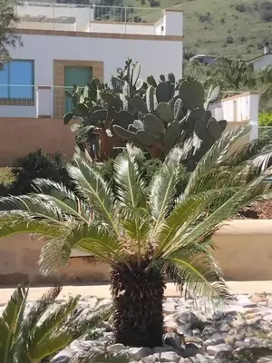 a palm tree in front of a building at Villa Mediterranea in Carini