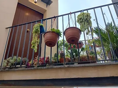 a balcony with potted plants on a fence at Capo in Palermo