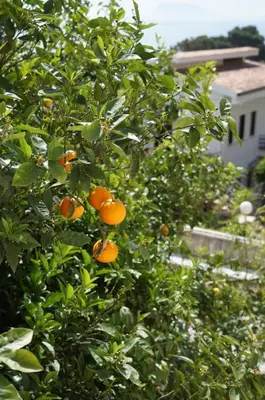 an orange tree with lots of oranges on it at Orizzonte d'acqua Palermo in Palermo