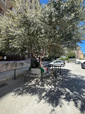 a tree on a street with a car parked under it at L'ulivo-casa tua a Palermo, a due passi dal centro in Palermo
