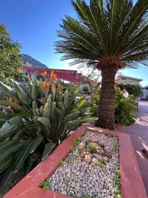 a garden with a palm tree and some plants at Villa Gargaf in Altavilla Milicia