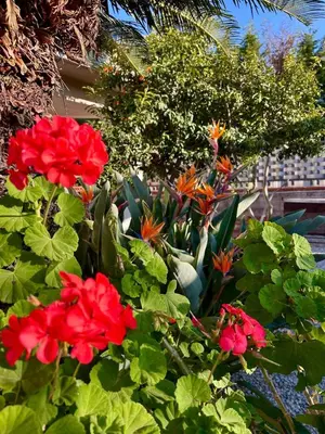 a group of red flowers in a garden at Villa Gargaf in Altavilla Milicia